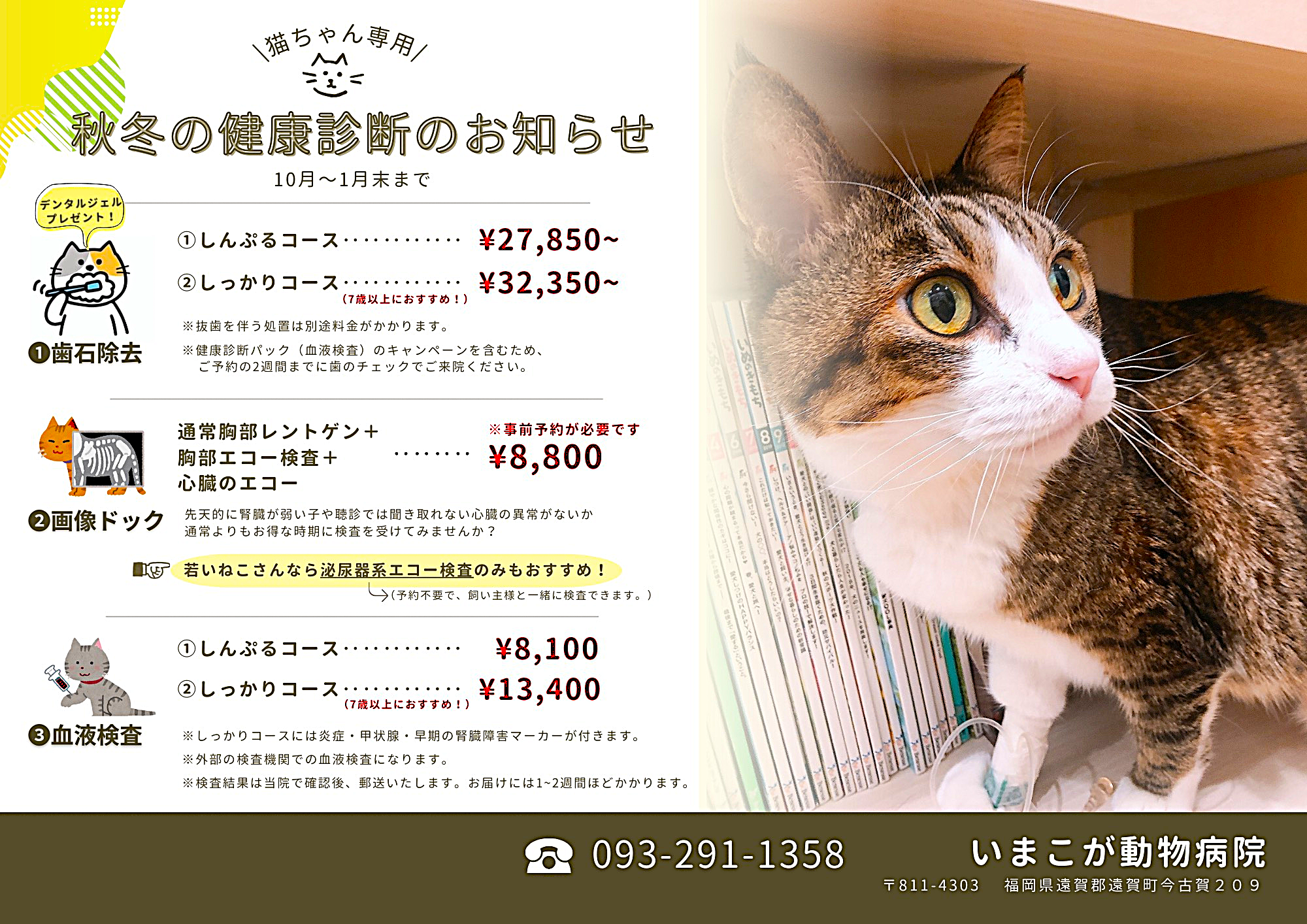 ねこちゃん健康診断
